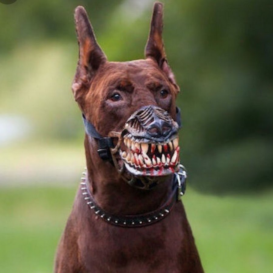 Доберман в наморднике