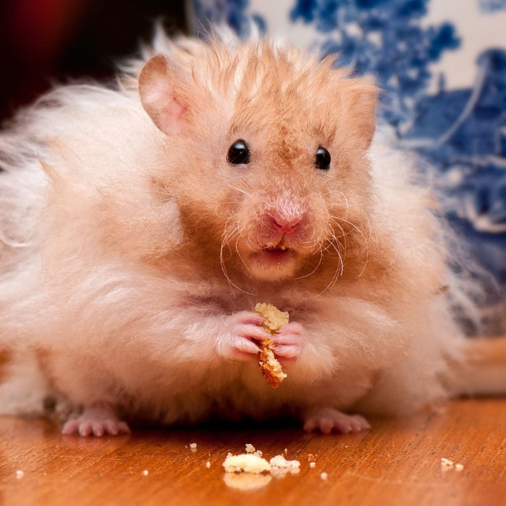 Сирийский хомяк мальчик