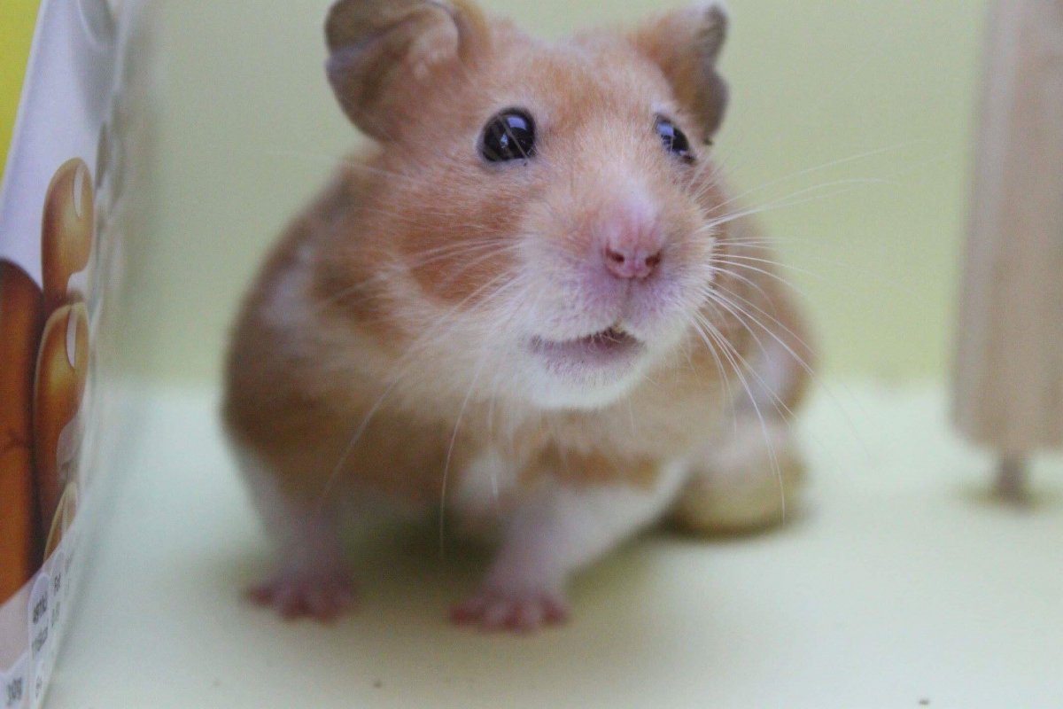 Ангорский хомяк