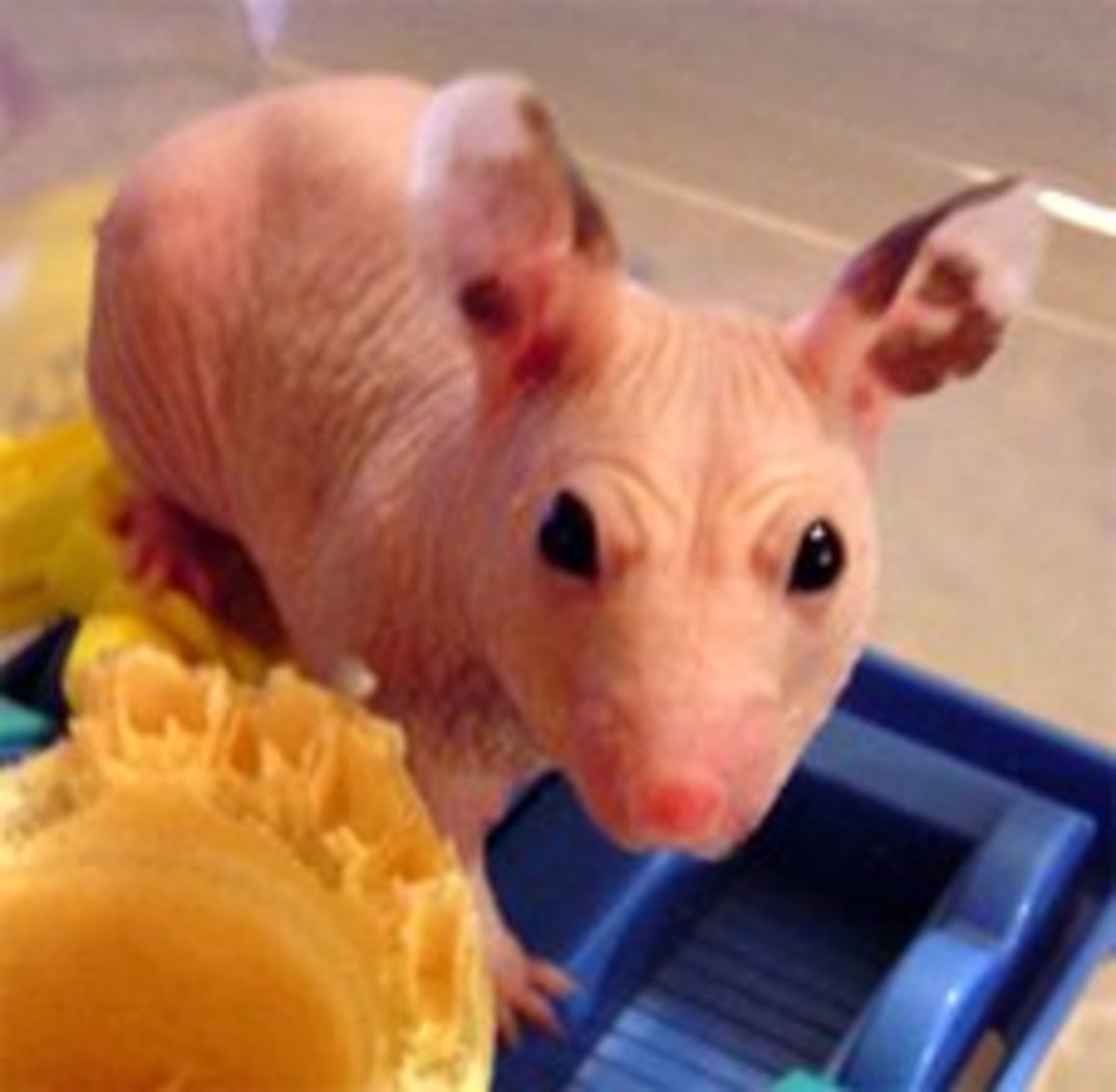 Голый землекоп (Heterocephalus Glaber)