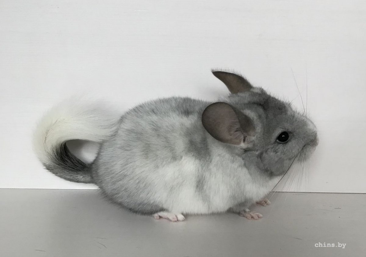 Шиншилла белый эбони
