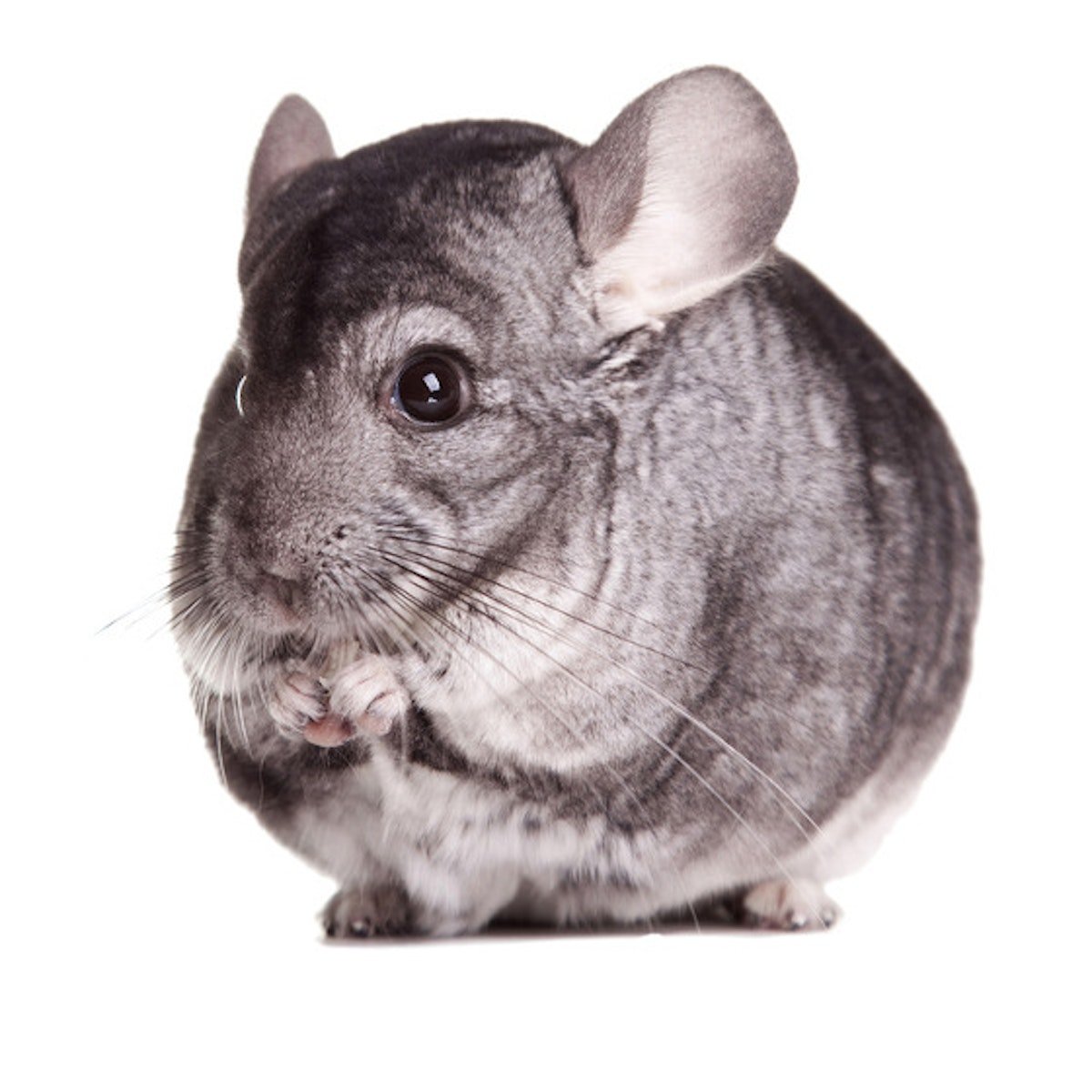 Австралийская шиншилла