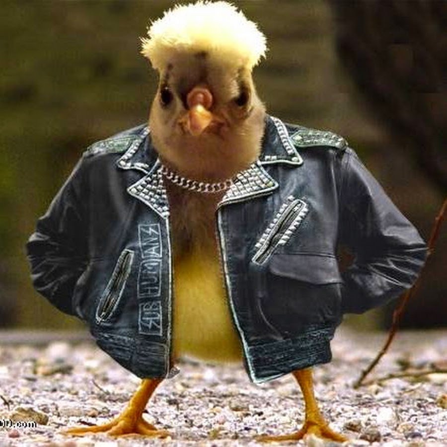 Цыпленок в шляпе