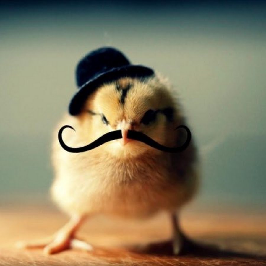 Цыпленок в очках