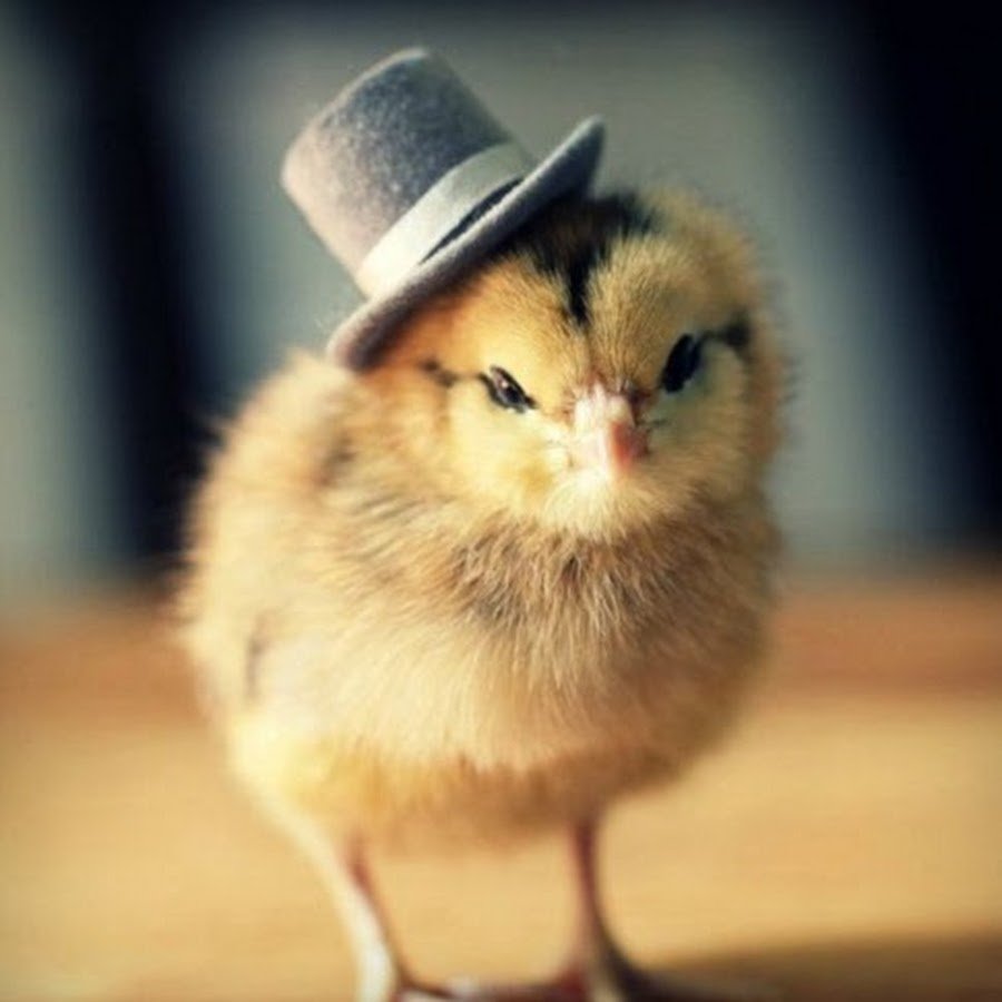 Цыпленок в шляпе