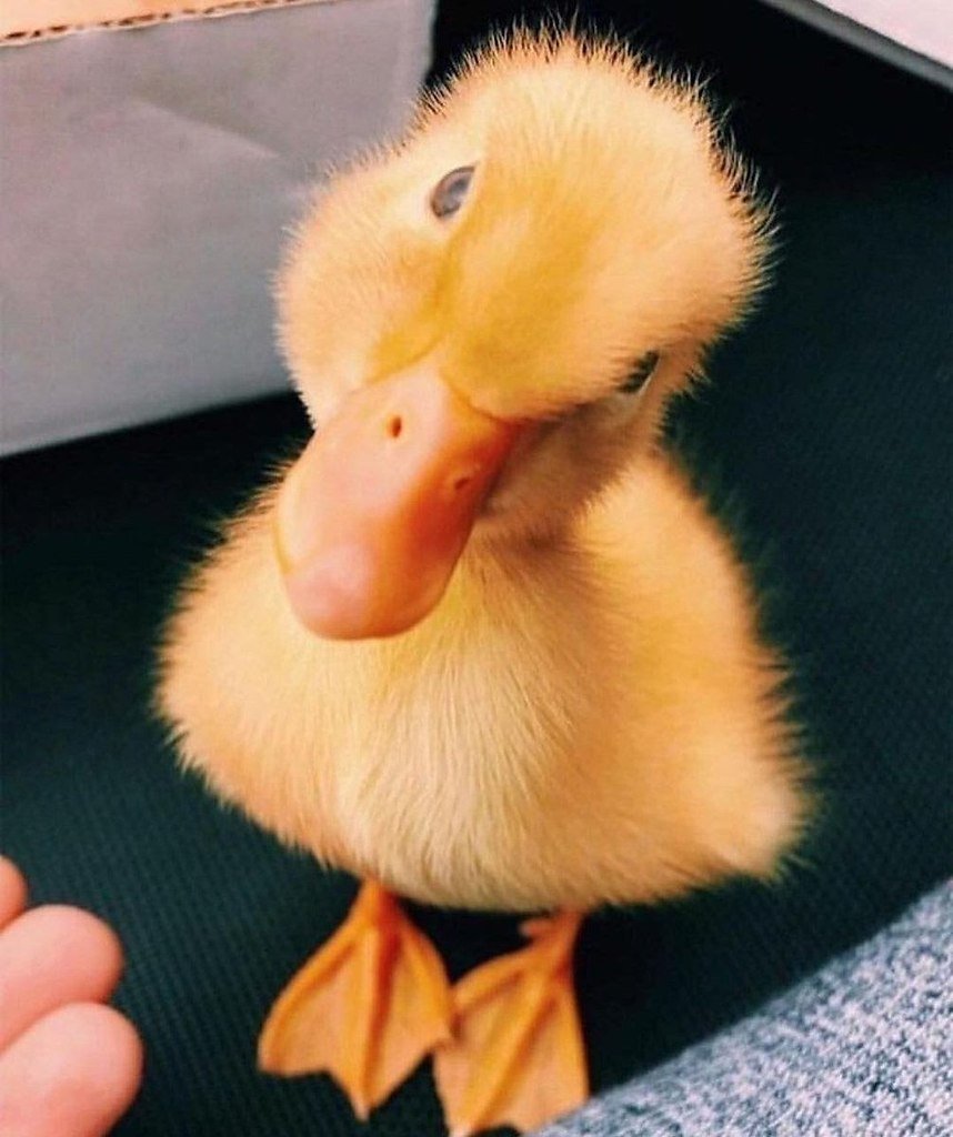 Смешные утята