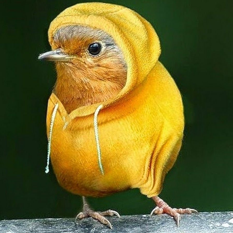 Канарейка смешная