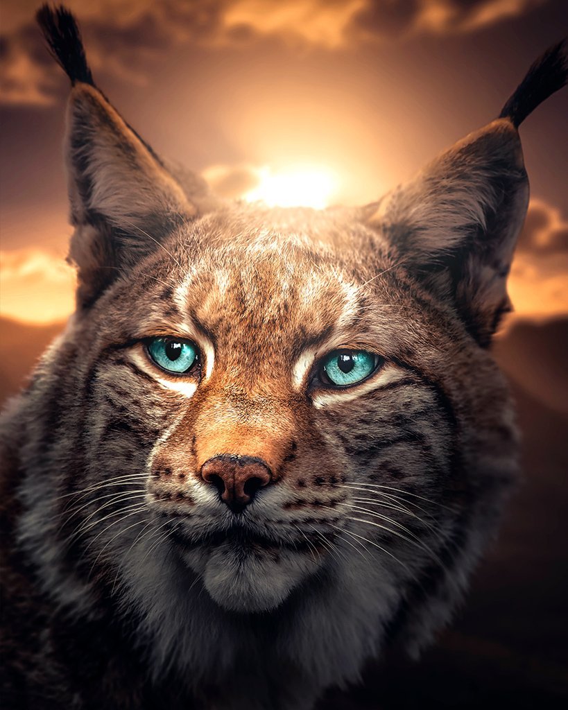 Фотообои Рысь