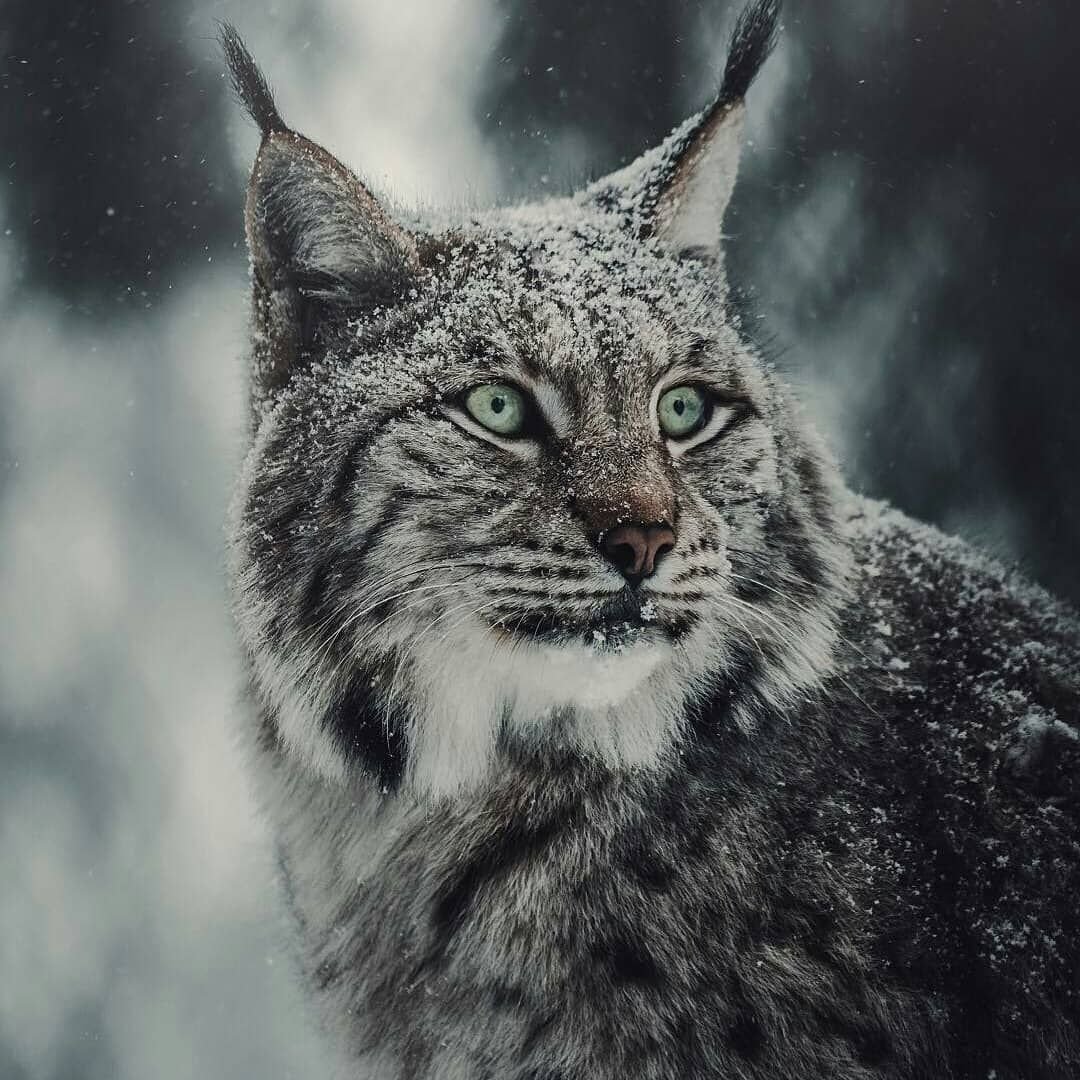 Пума каракал