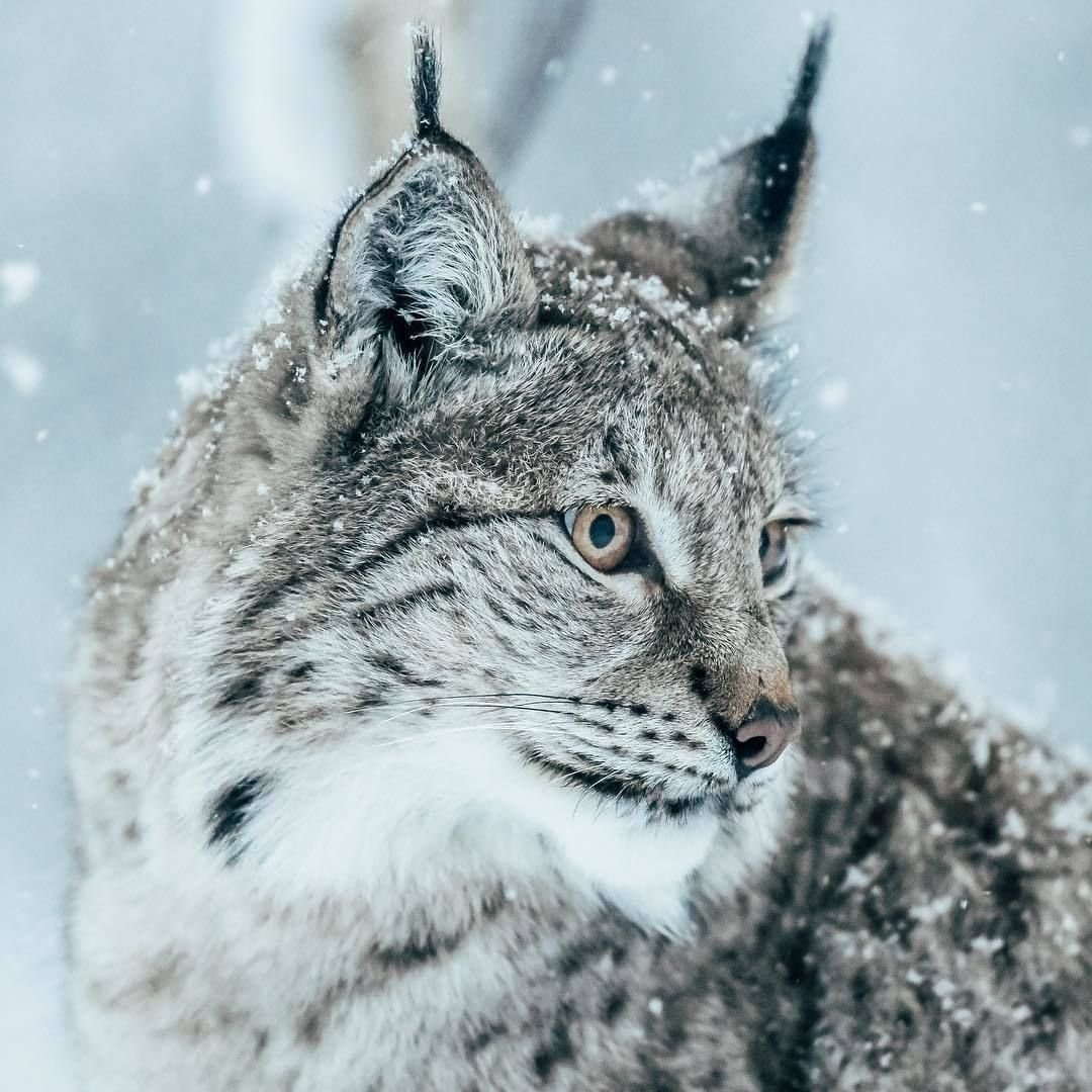 Скандинавская Рысь