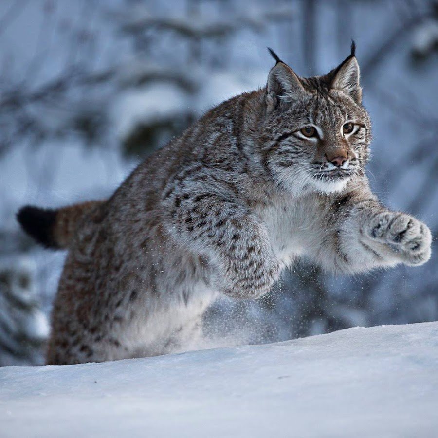 Сибирская Рысь