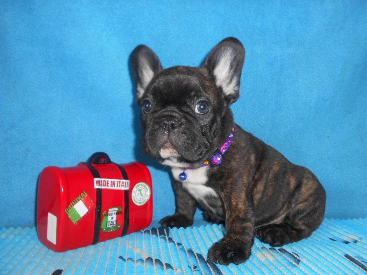 Французский бульдог пятнистый