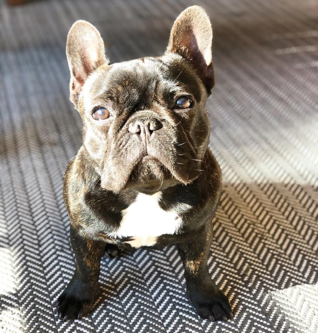 Brindle pied французский бульдог