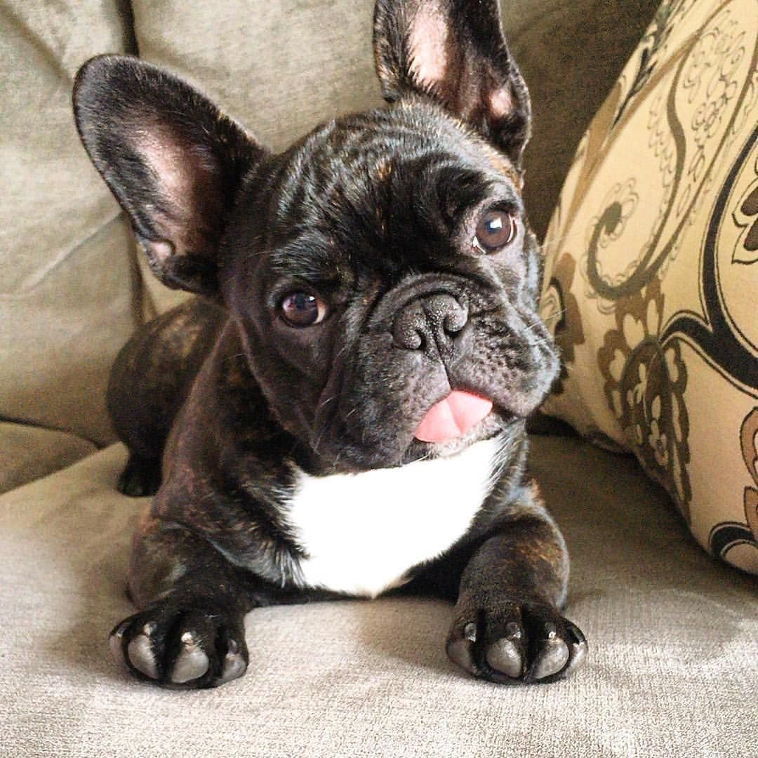 Французский бульдог тигровый