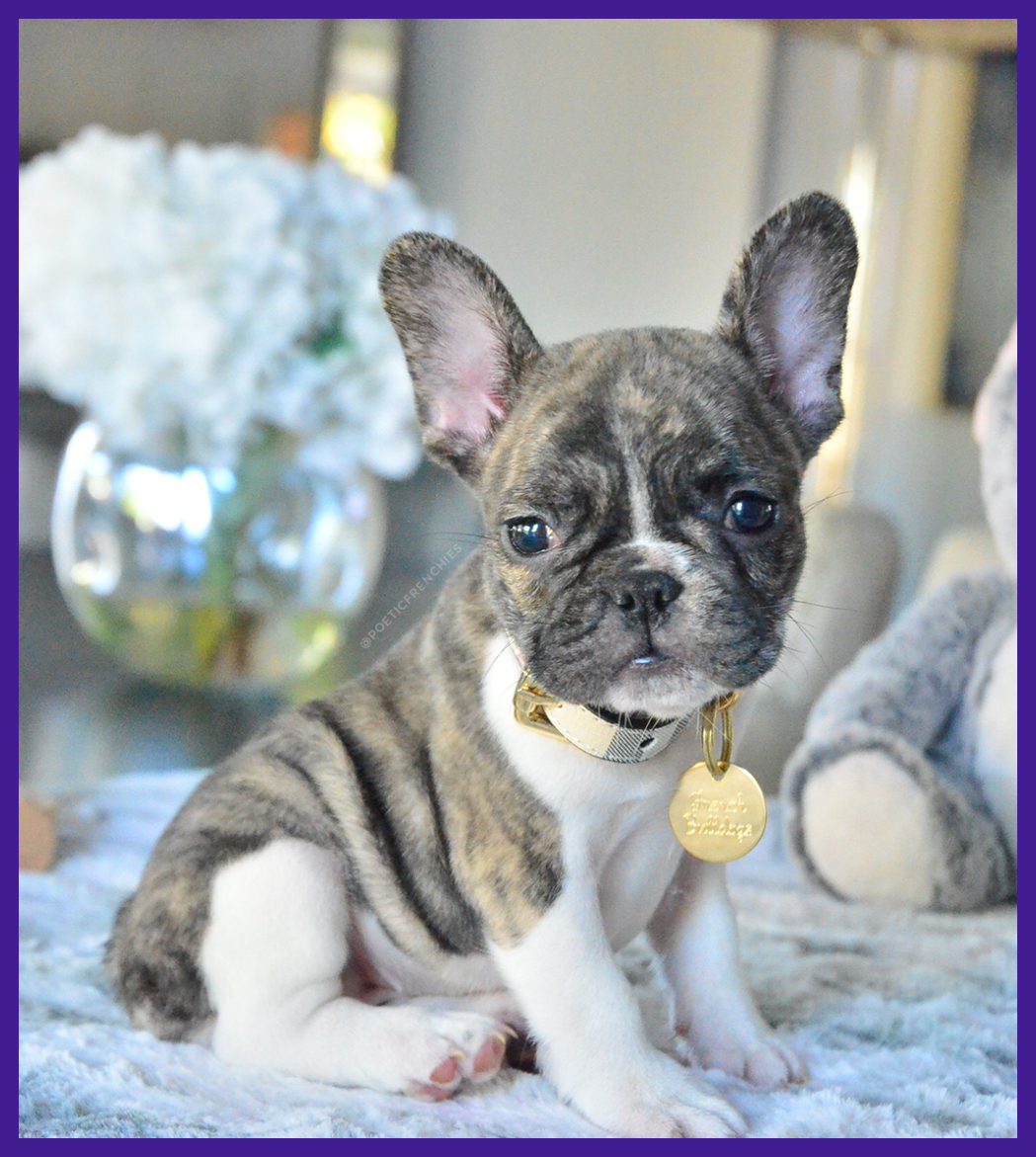 Французский бульдог тигровый окрас