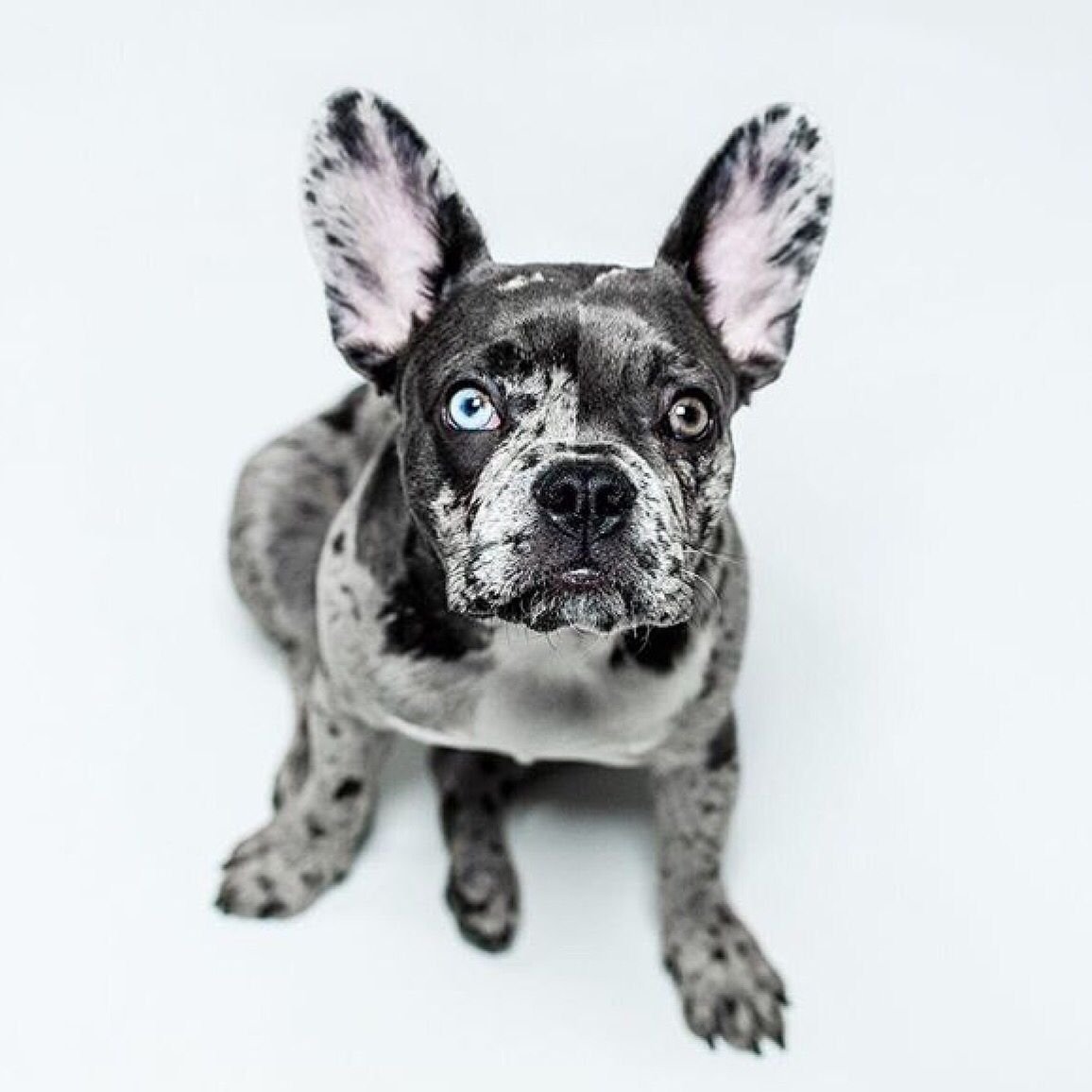 Французский бульдог Мерль