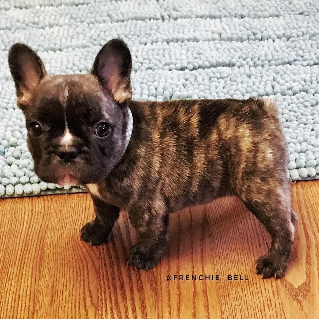 Бостон терьер тигровый окрас