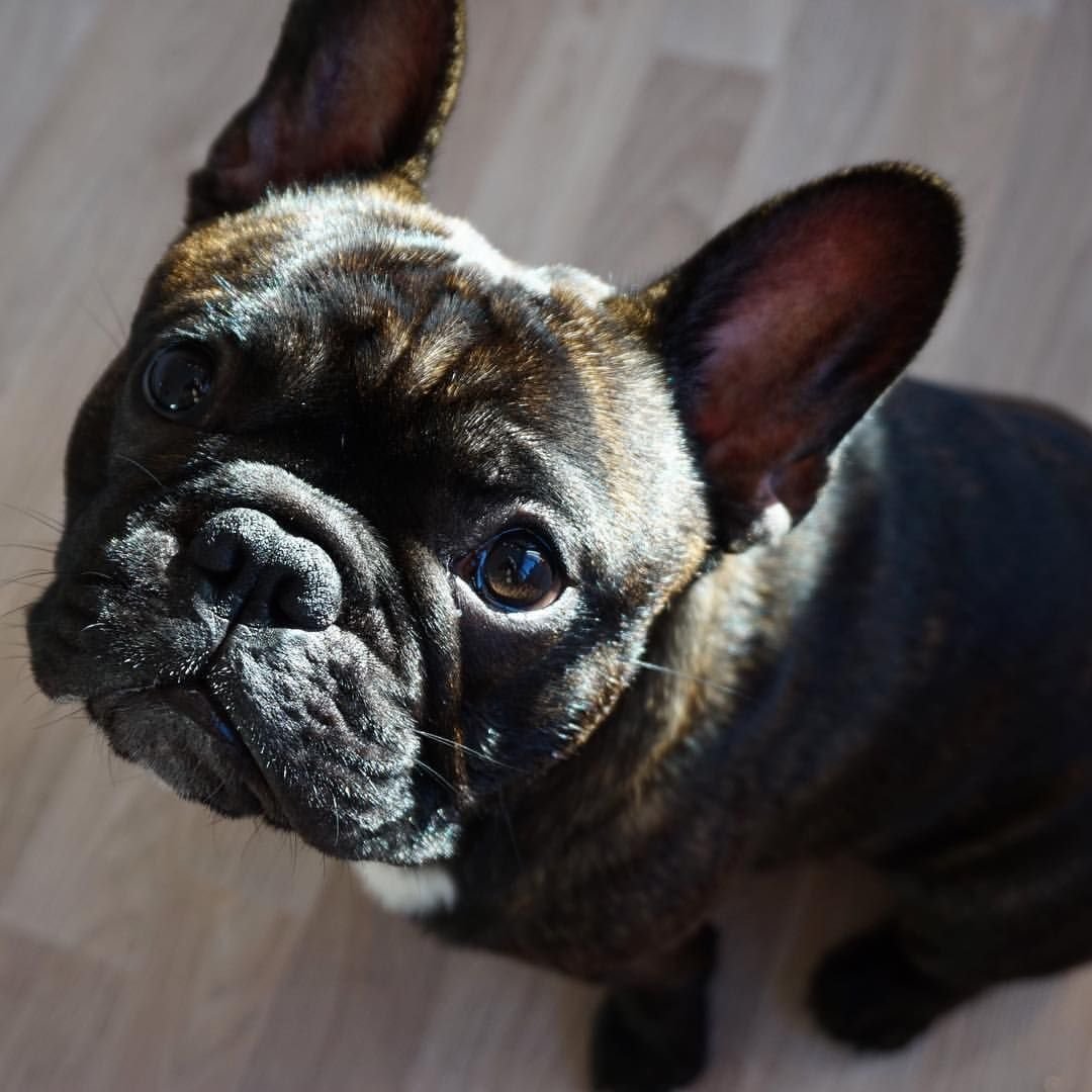 Французский бульдог тигровый щенок