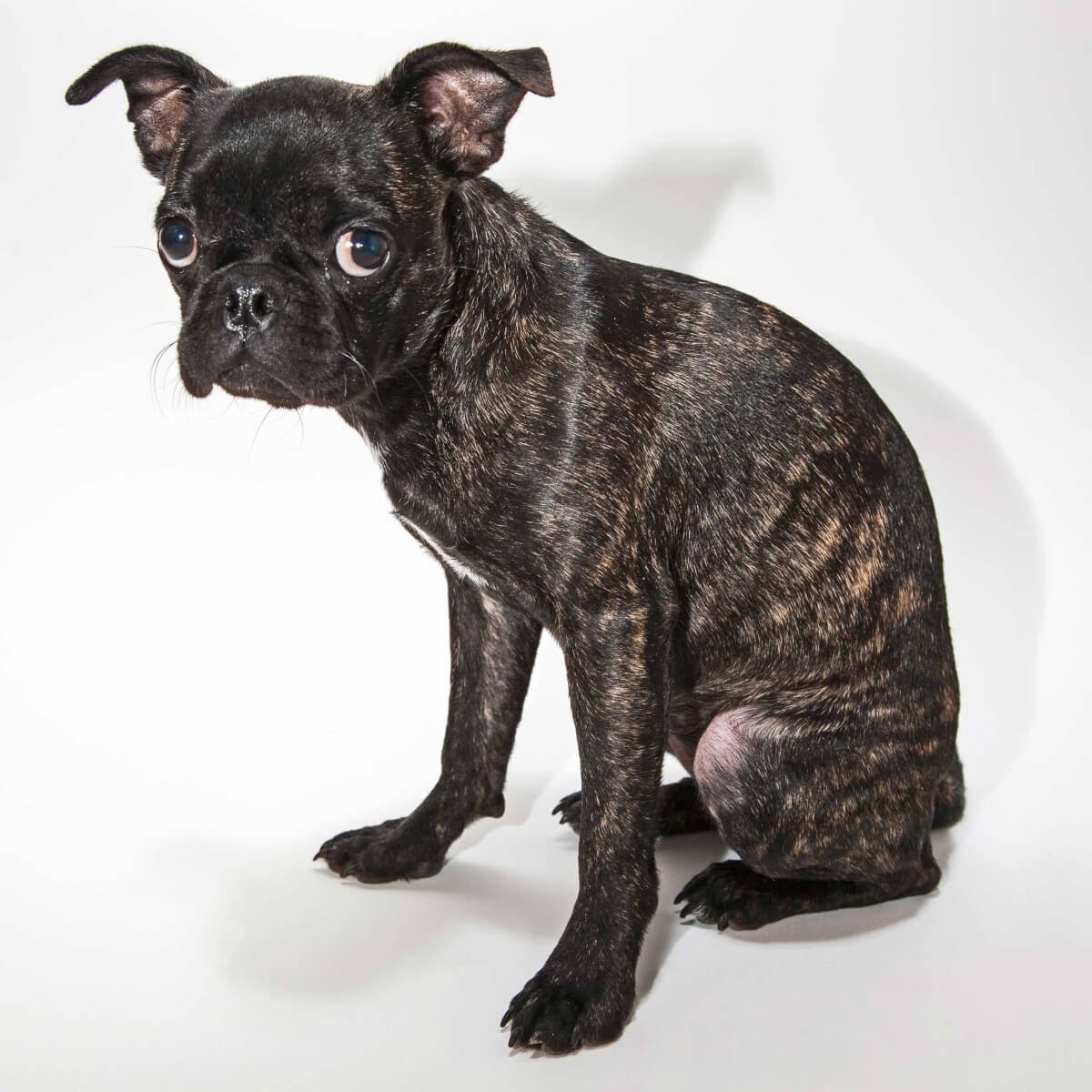 Французский бульдог тигристый