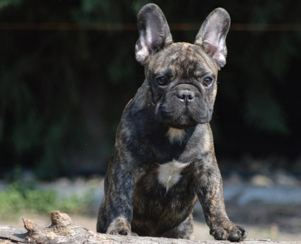 Французский бульдог тигровый