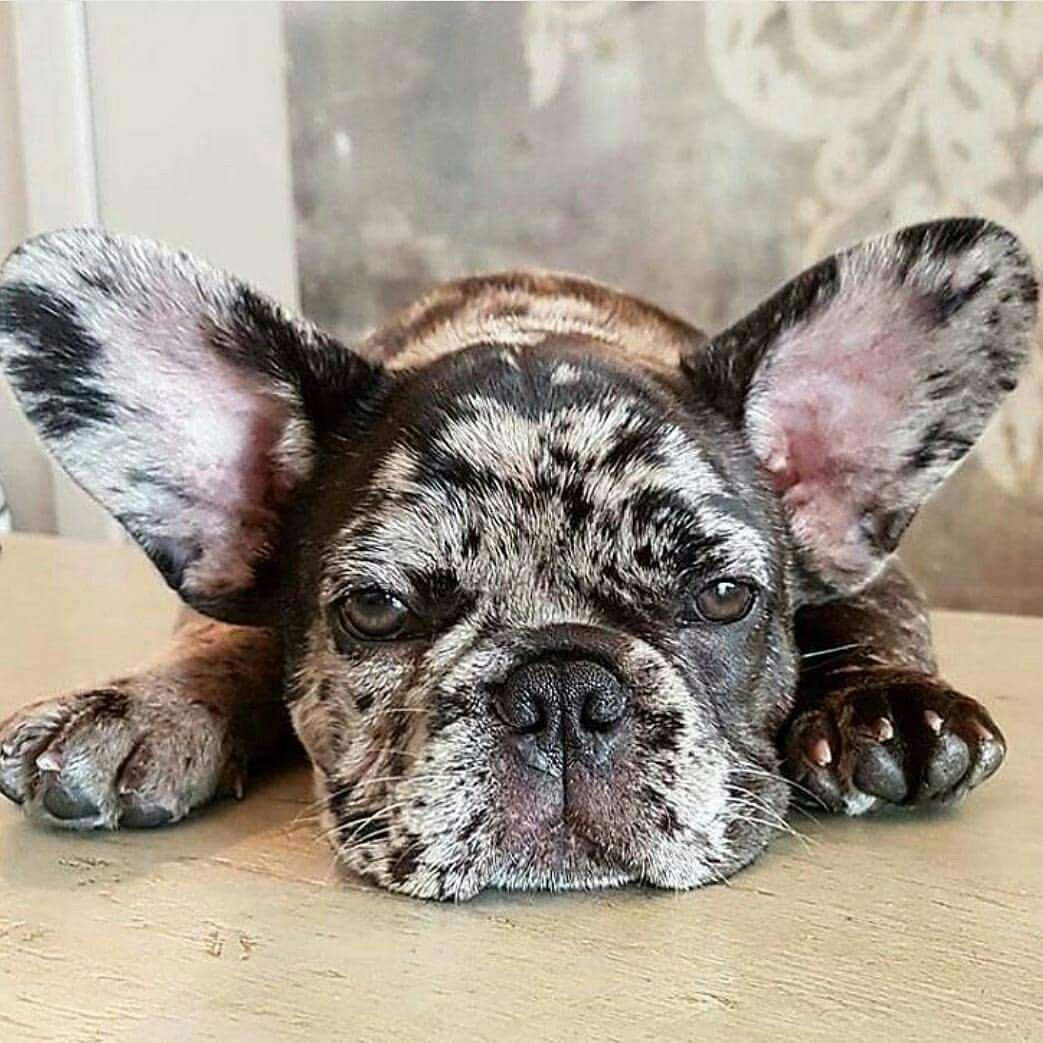 Французский бульдог тигровый окрас щенок