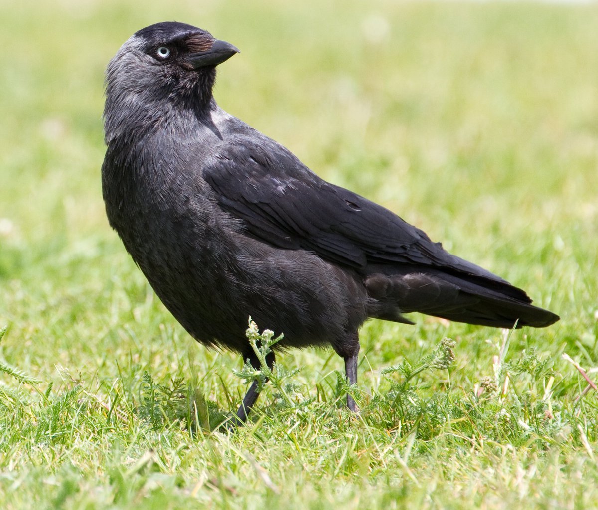 Coloeus monedula Галка