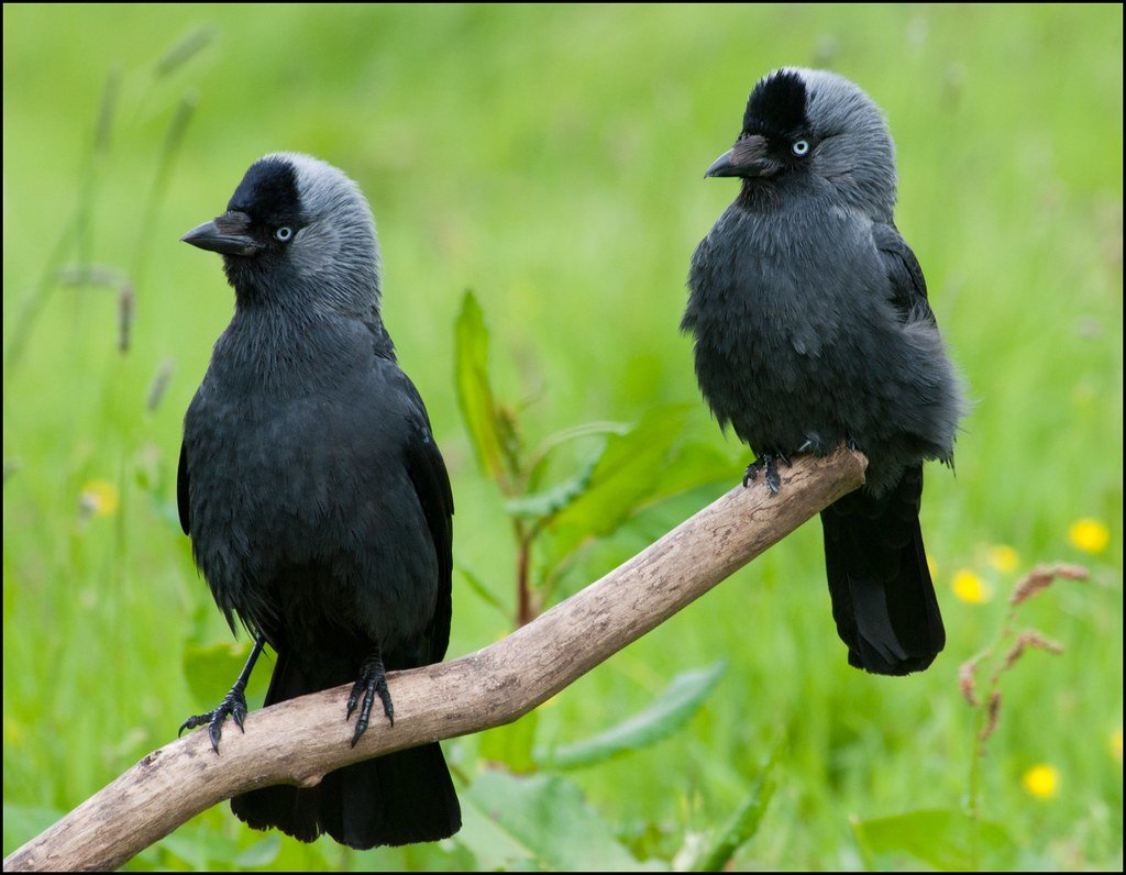 Галка и Галчонок