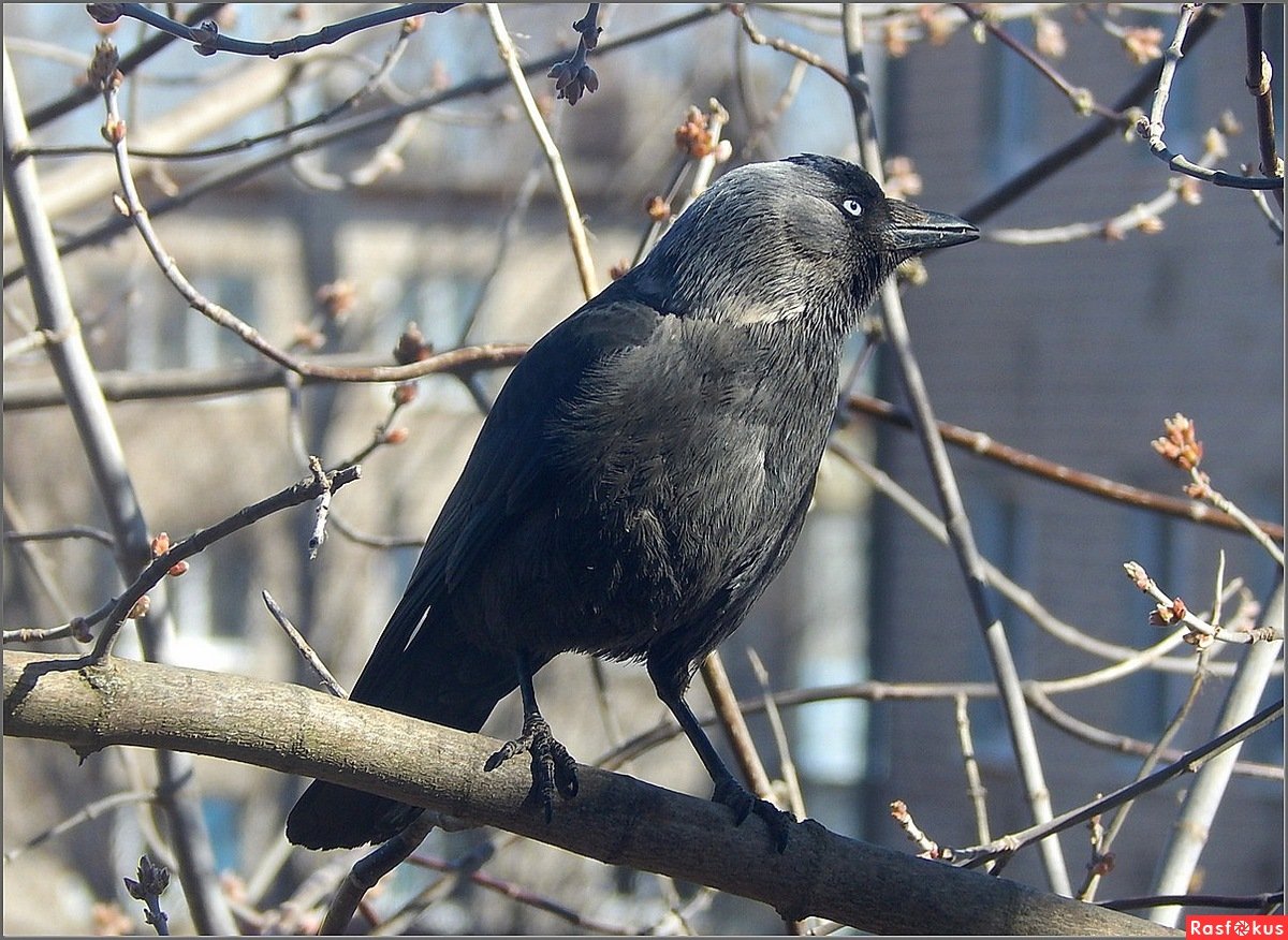 Галка зимой