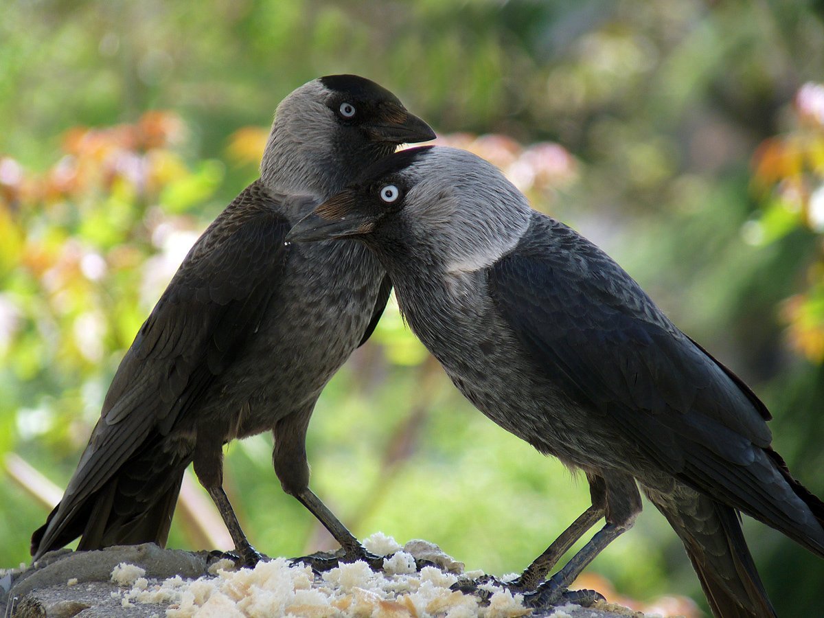 Coloeus monedula