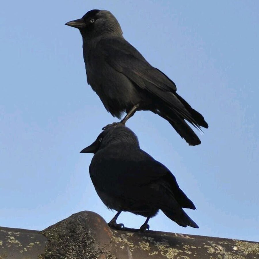 Funny Crow