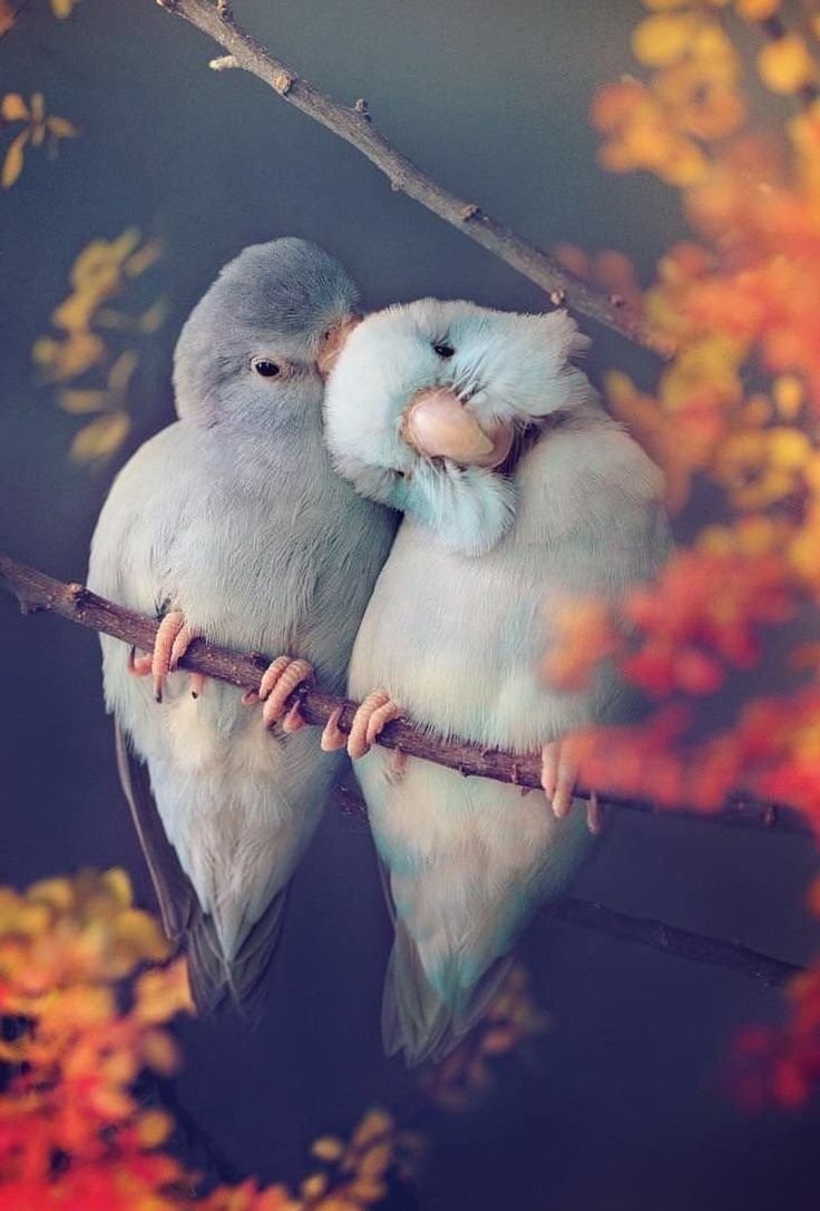 Нежные птицы