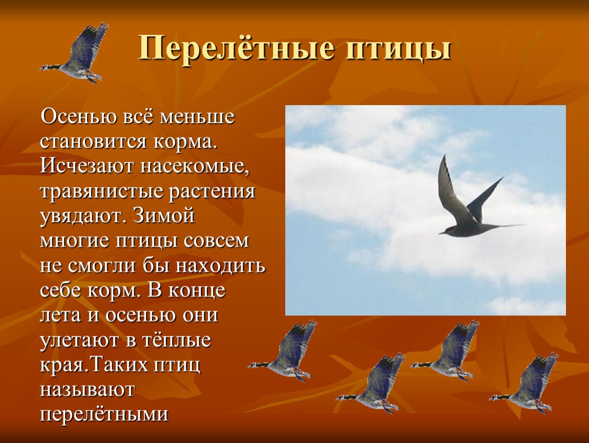 Перелетные птицы презентация