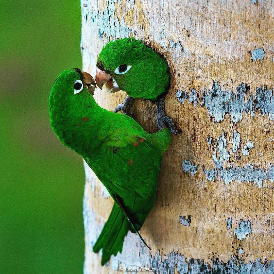 Птица любви