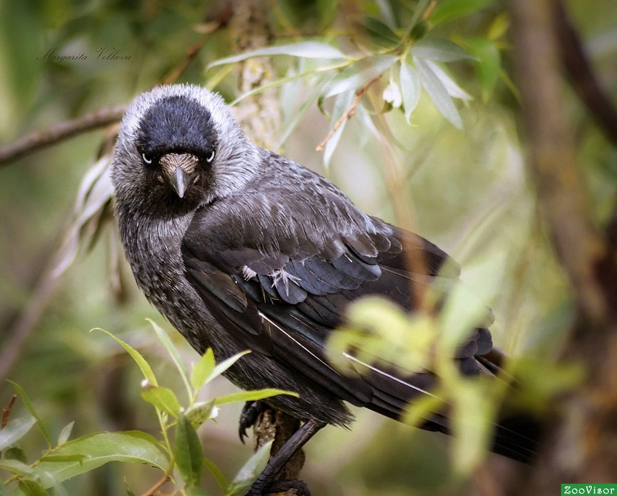 Галка птица птенец