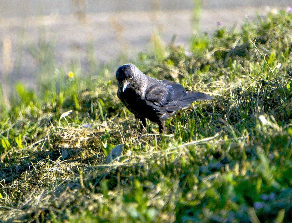 Птенец галки