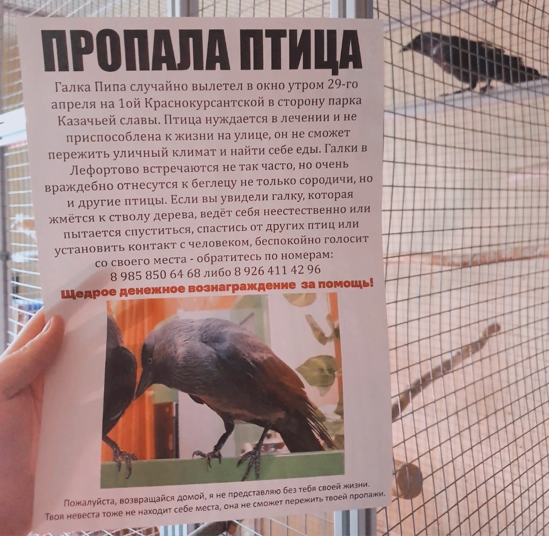 Птица пропала