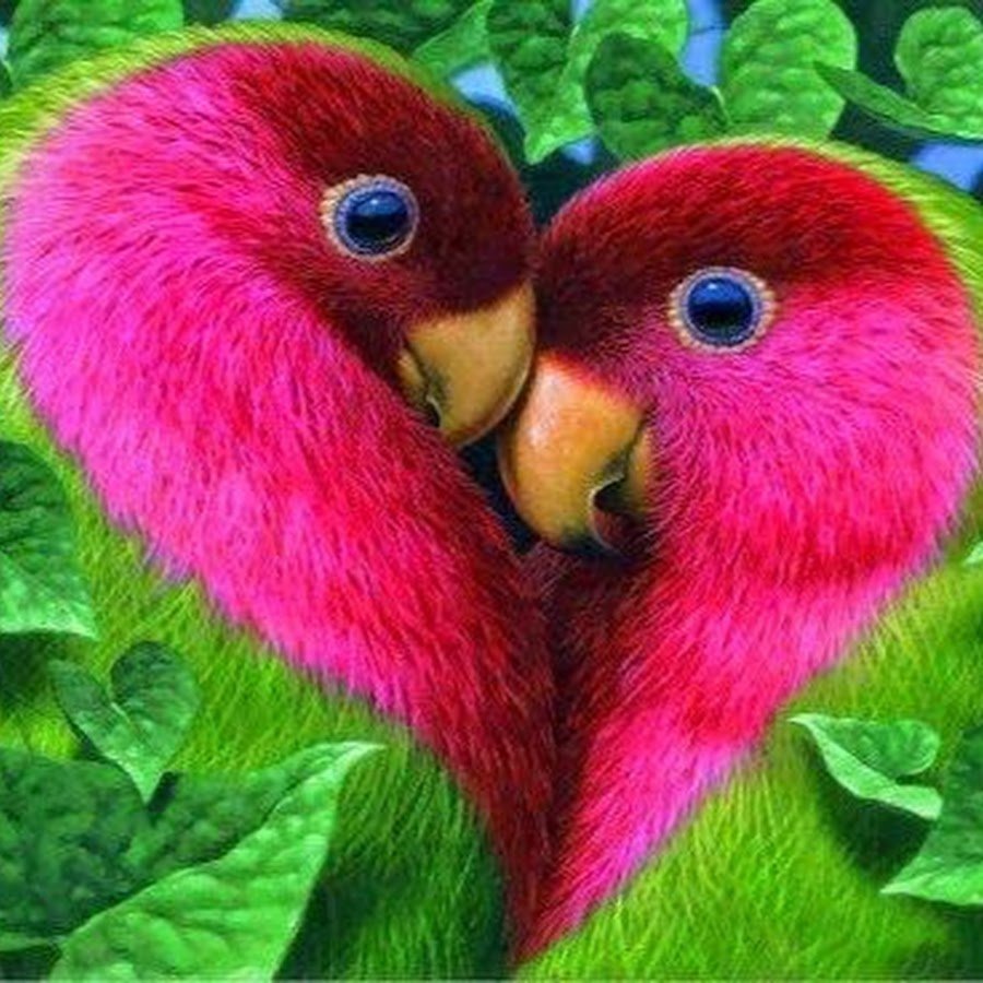 Неразлучники попугаи сердечко