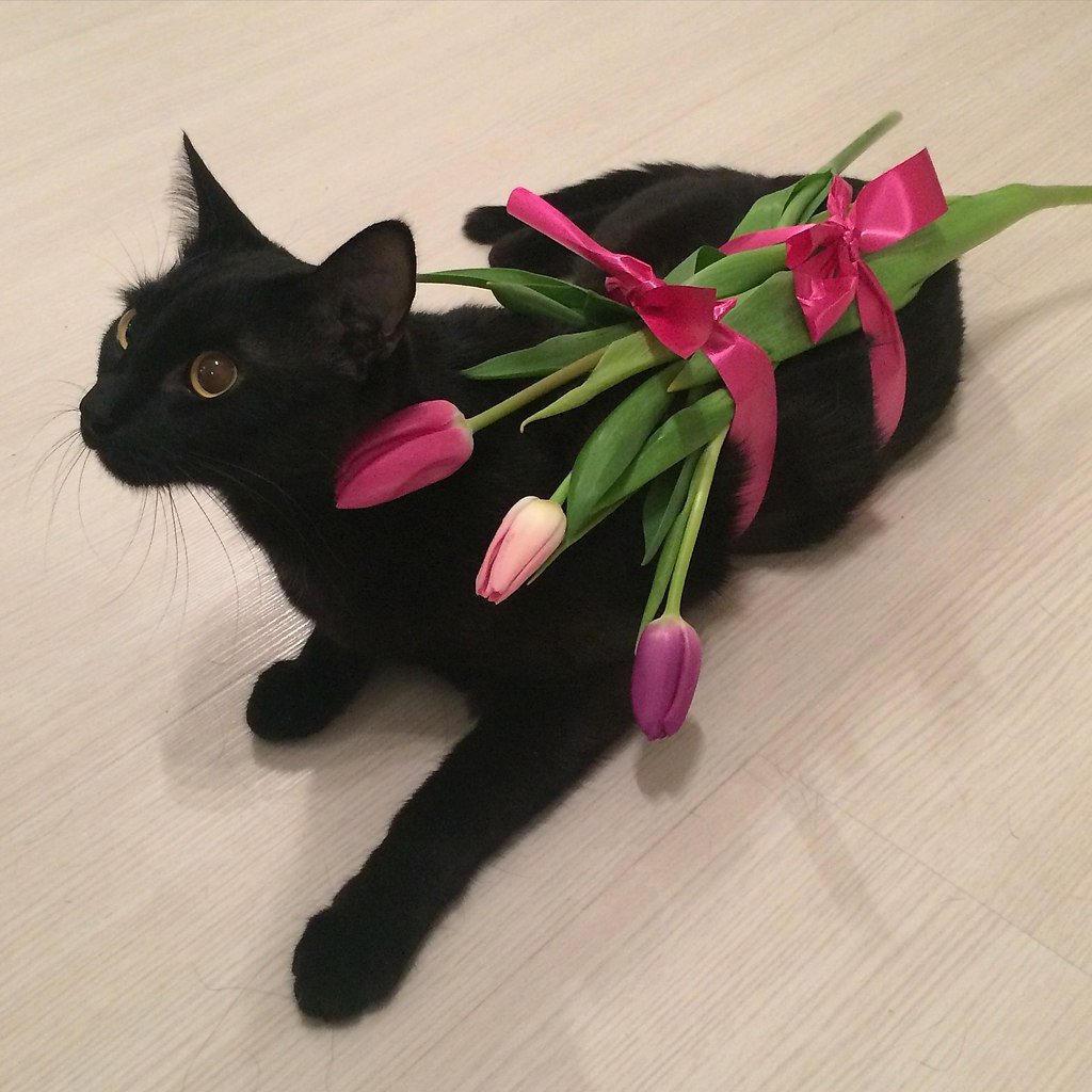 С 8 марта кот