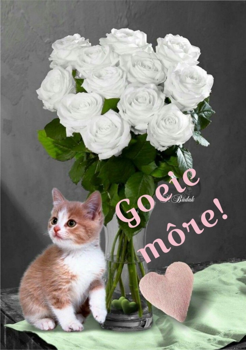 Розы и котенок