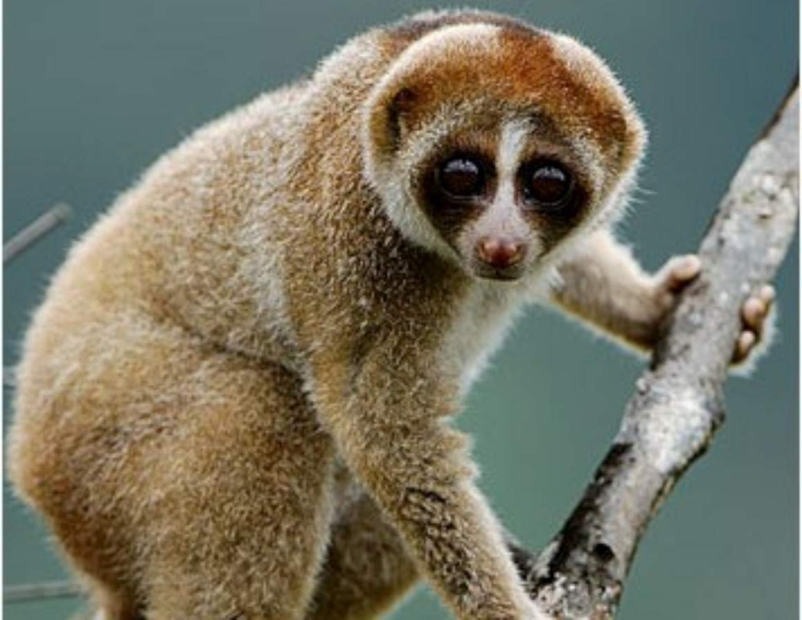 Примат толстый Лори