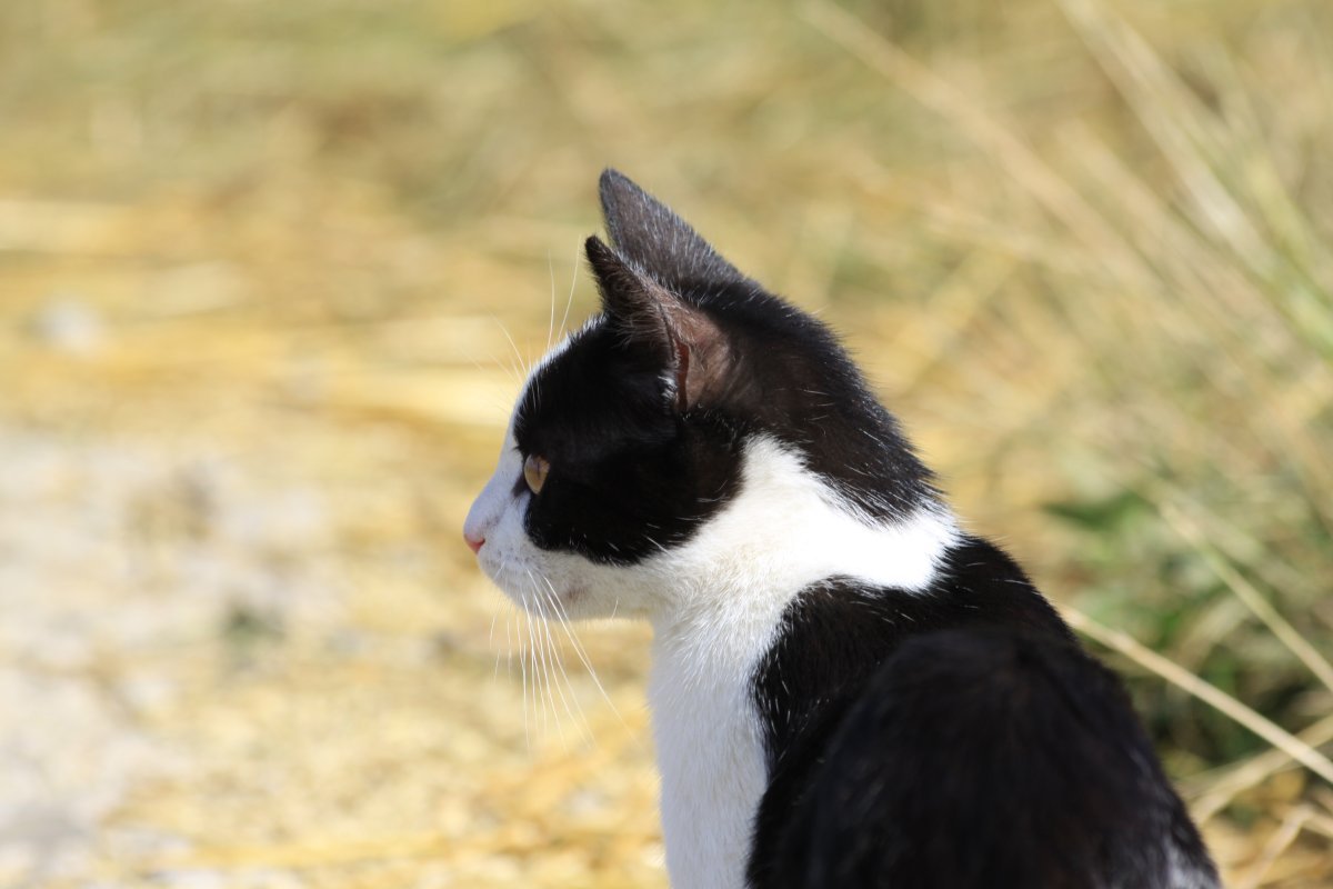 Анатолийская кошка черно белая