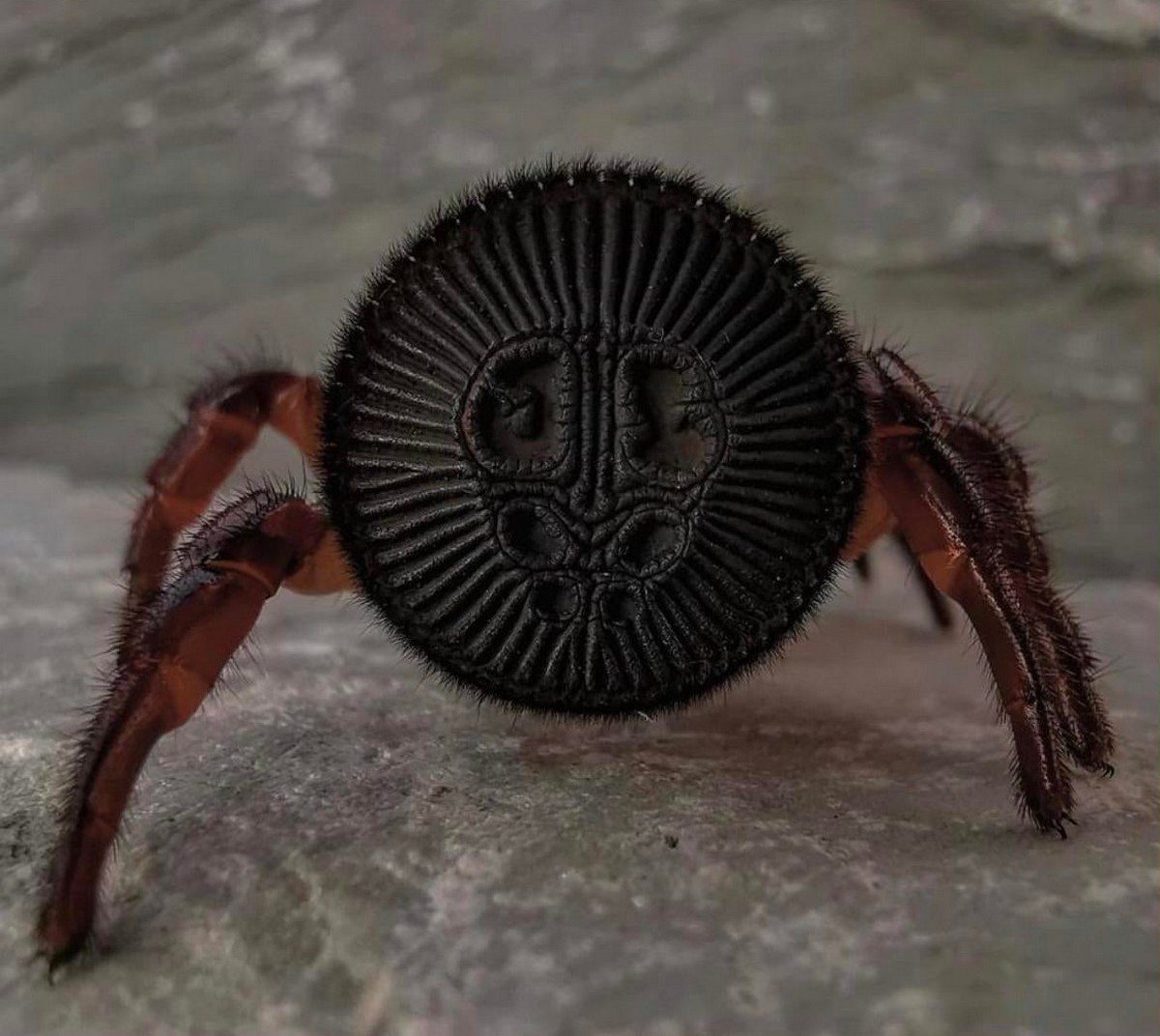 Cyclocosmia truncata паук Циклокосмия