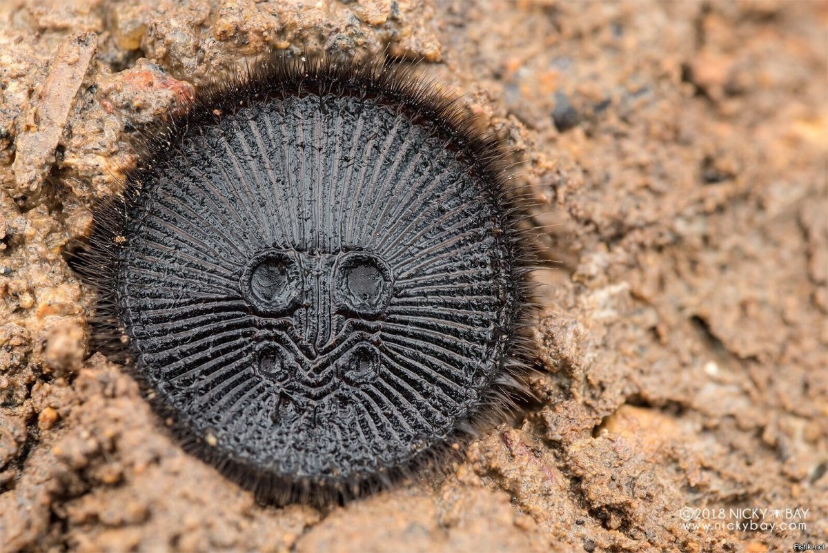 Паук Maratus speciosus