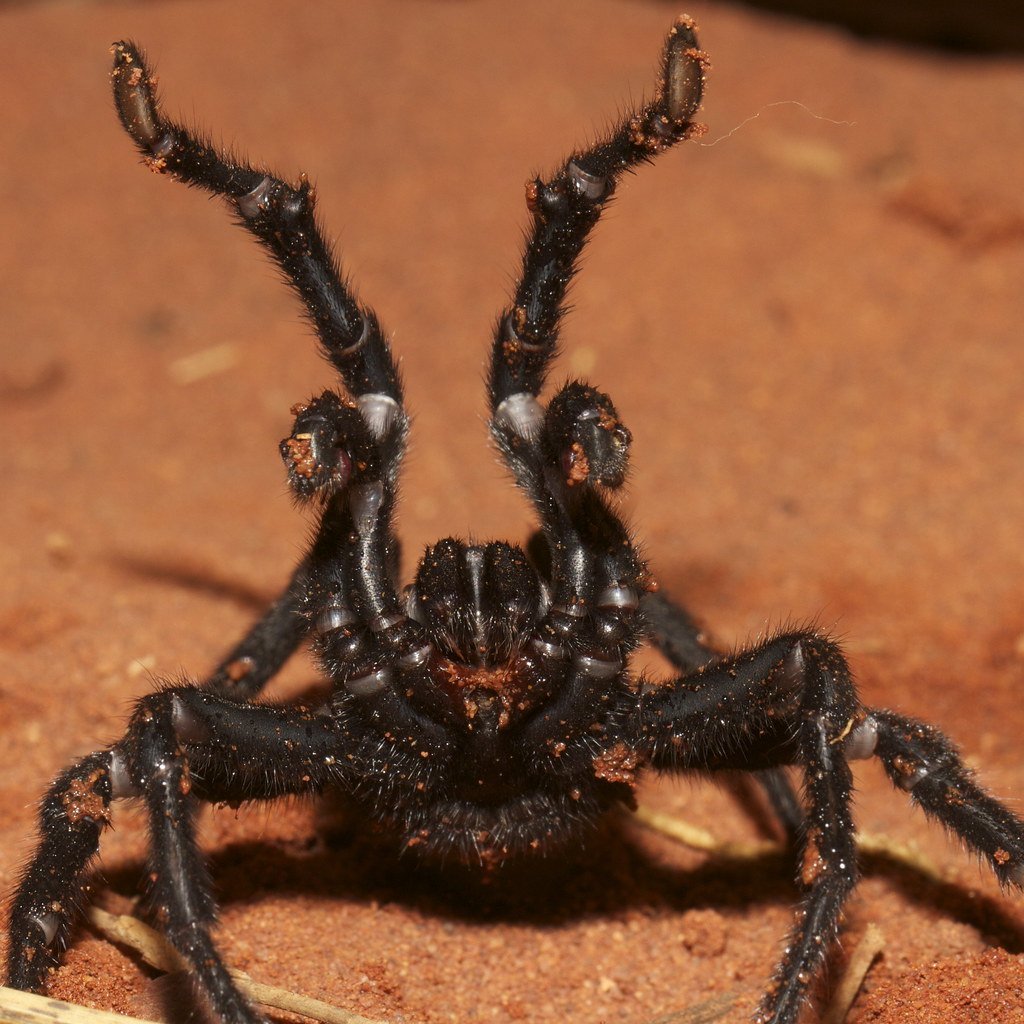 Паук Павлин самка