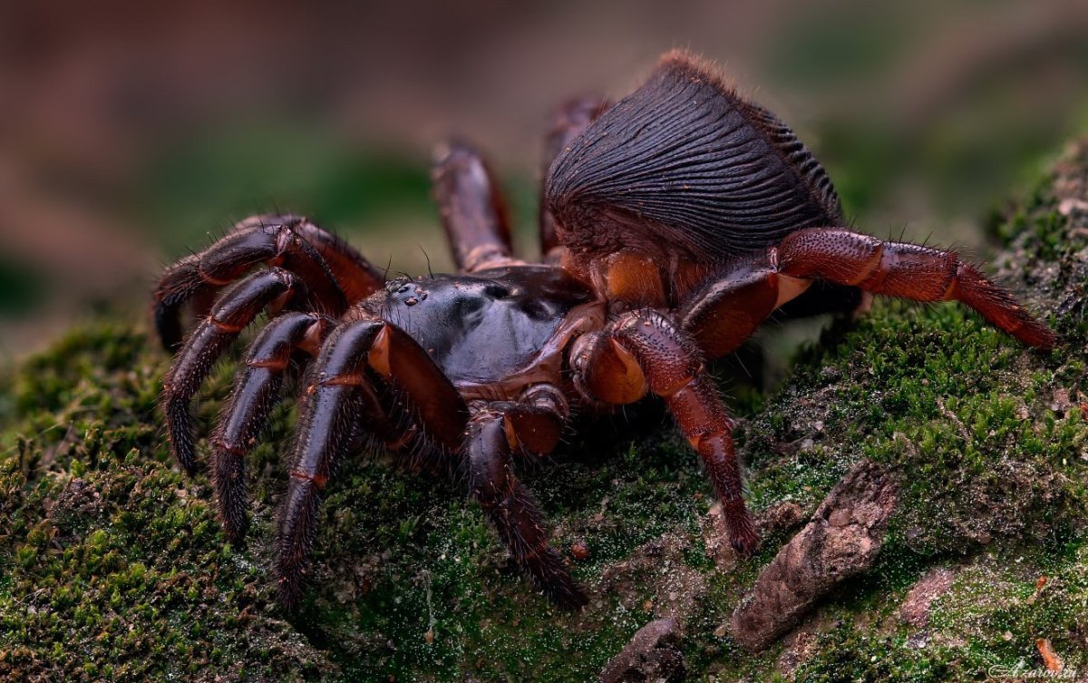 Cyclocosmia truncata паук Циклокосмия