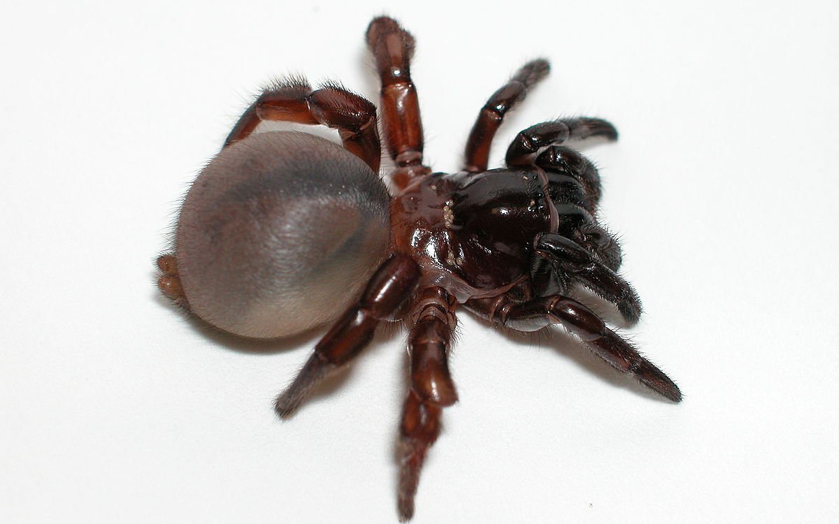 Паук Циклокосмия в природе