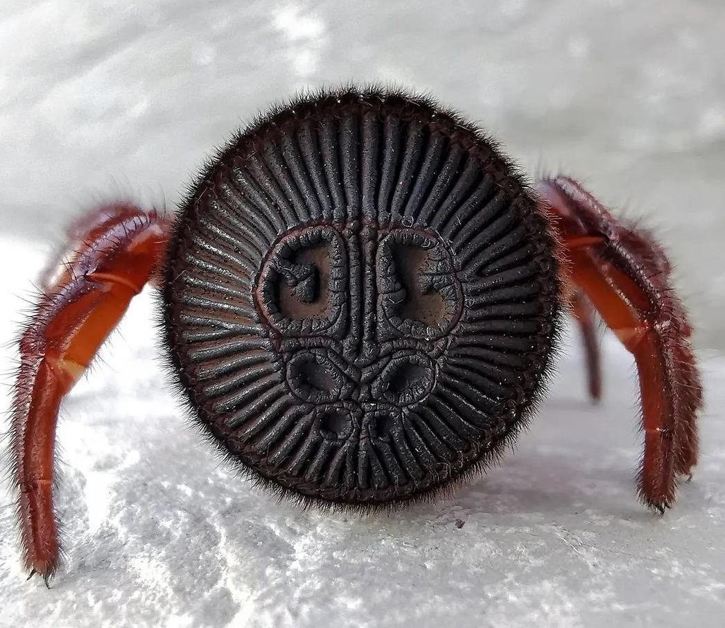 Паук ктенизид