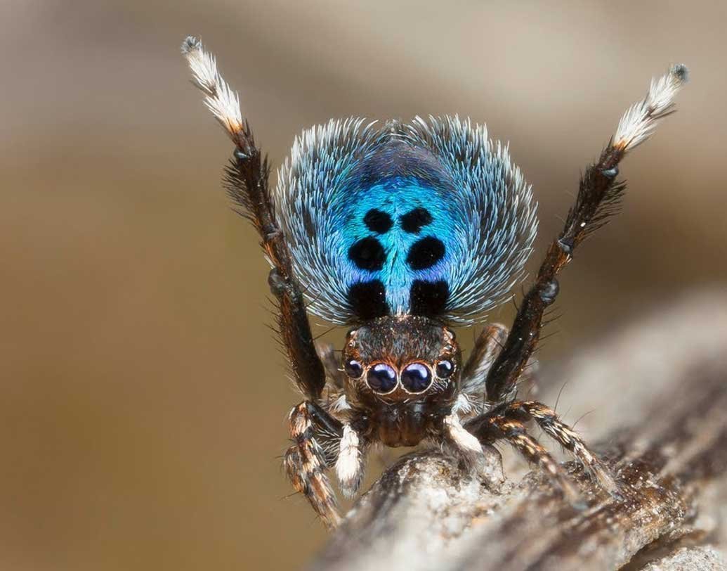 Трапдор Спайдер