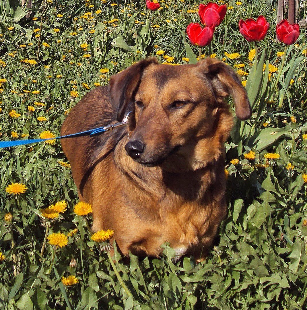 Карликовая такса помесь