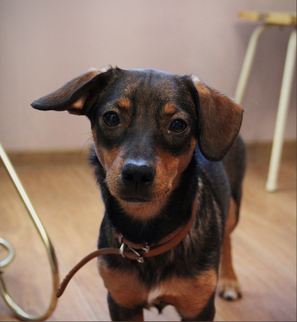 Собака метис таксы